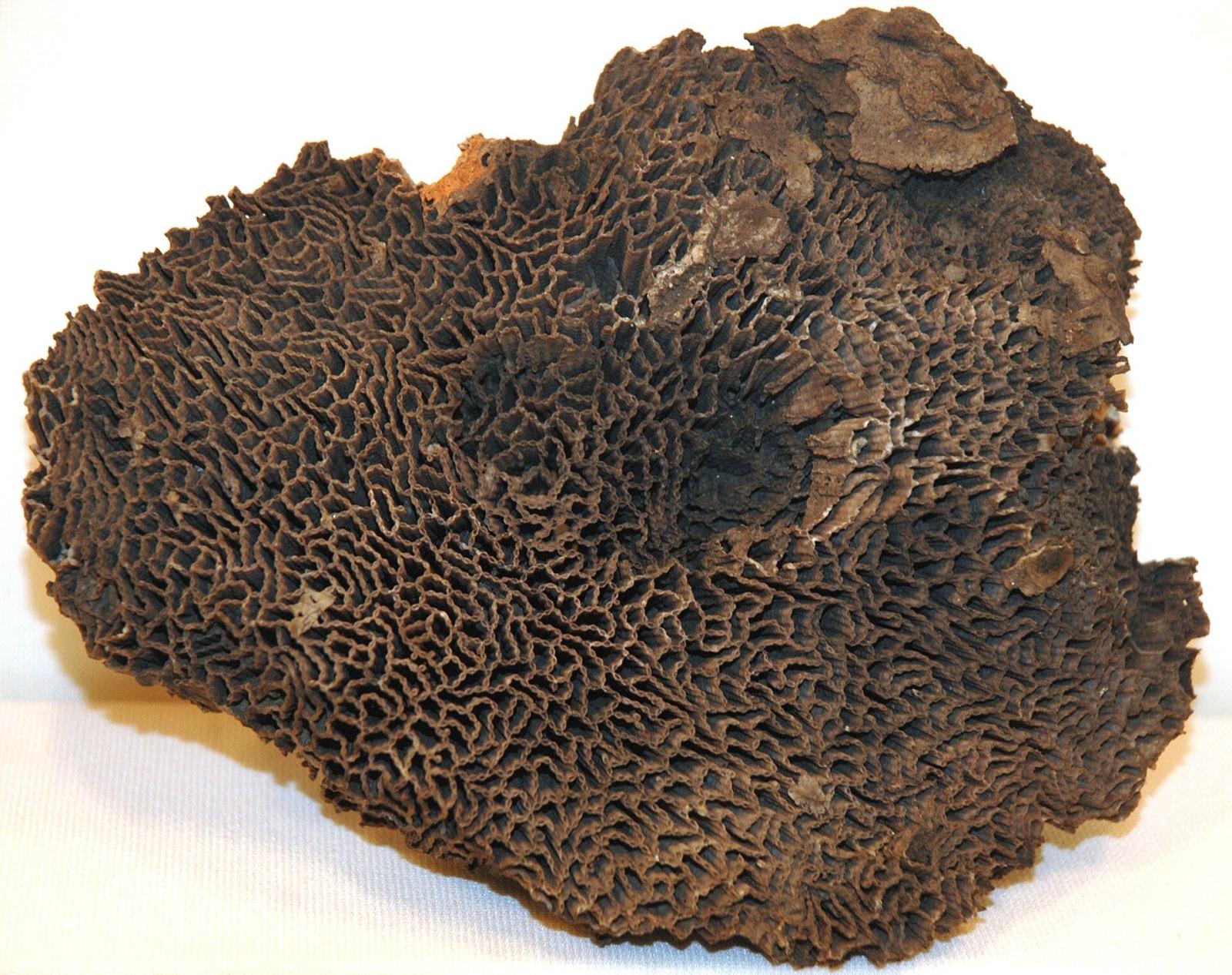 Halysites chain coral from the Louisville Limestone, Jefferson County, Kentucky