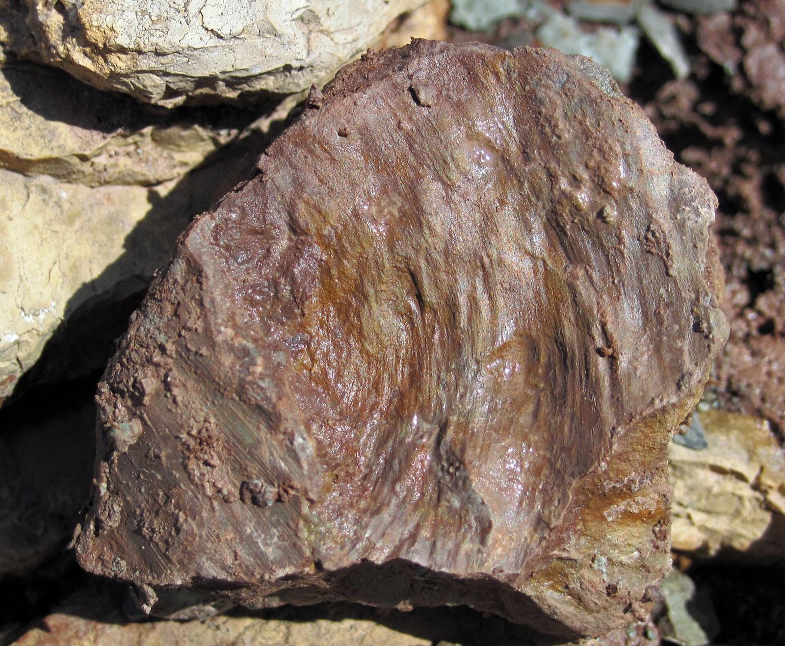Slickensided red-brown claystone from the Slade Formation, Kentucky