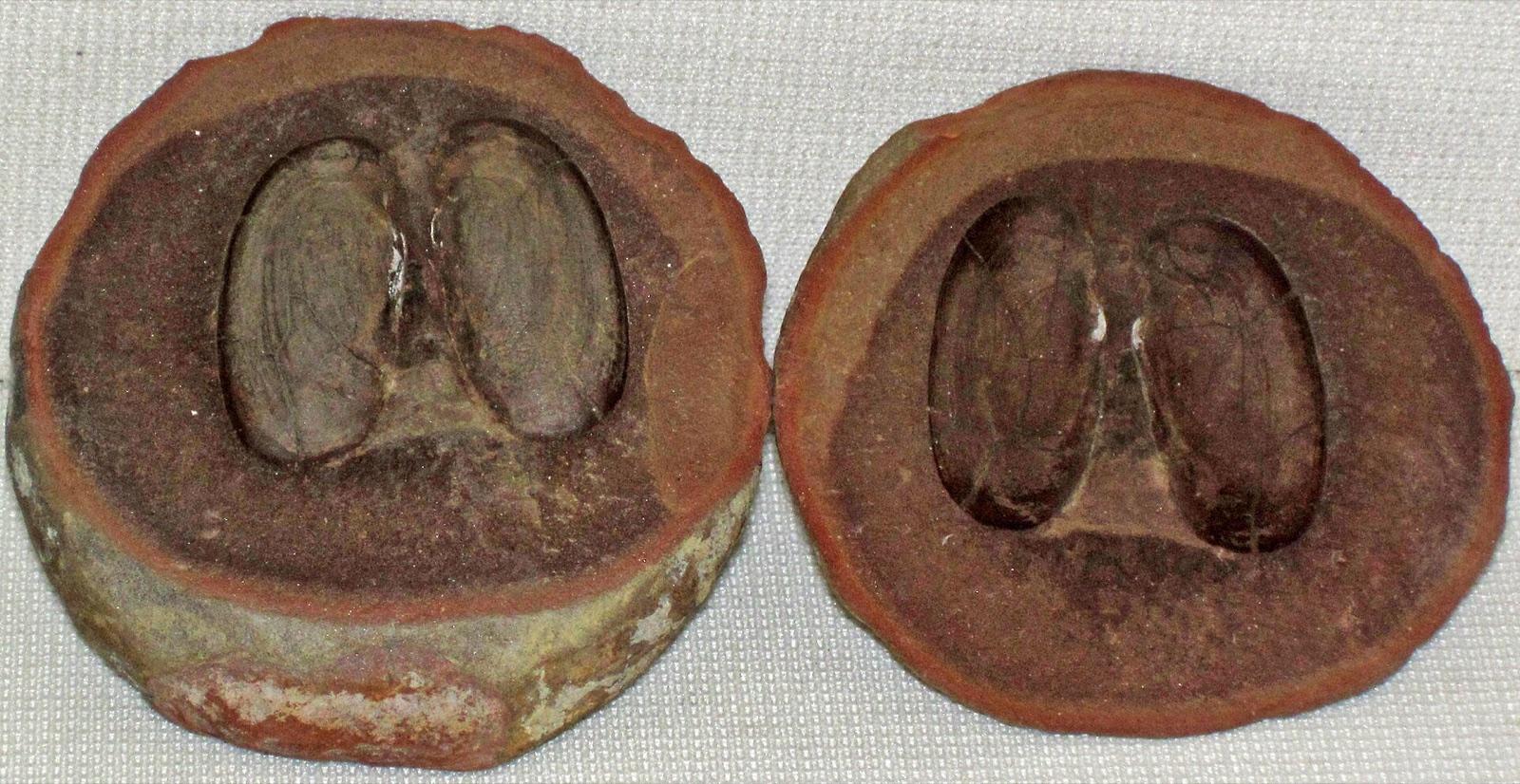 Split concretion showing a fossil bivalve in both halves, Mazon Creek, Illinois