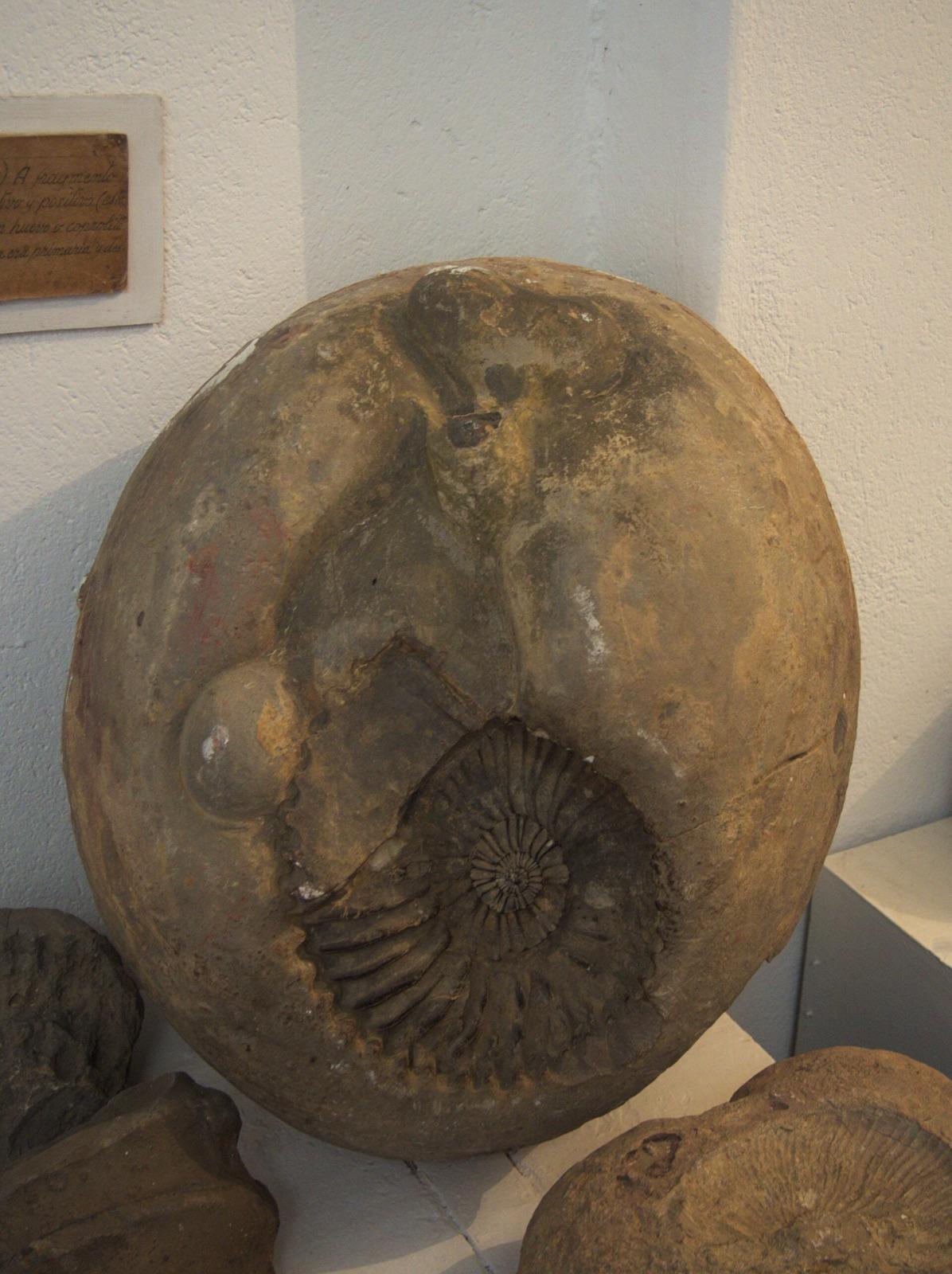 Ammonite fossil exposed in a large rounded concretion, Colombia