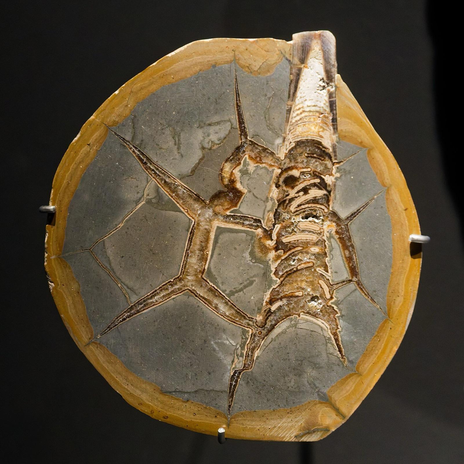 Cut septarian concretion with a fossil gastropod shell inside