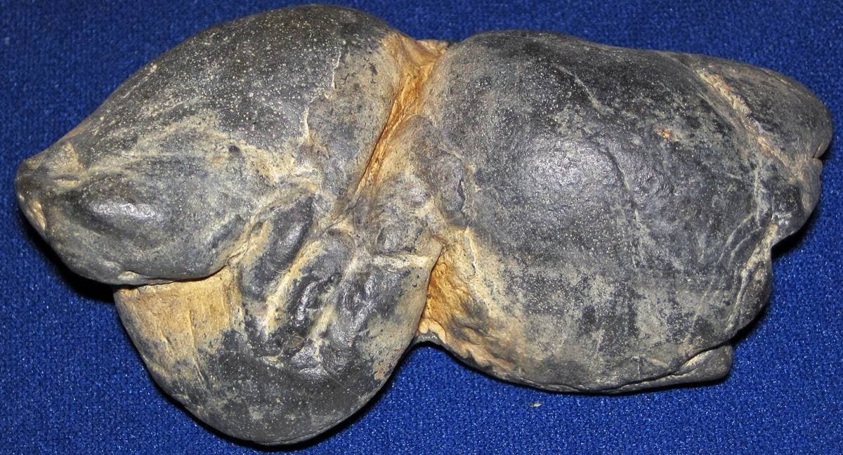 Shark coprolite from the Cooper River, South Carolina