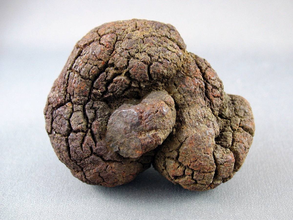 Brown coprolite with a deeply cracked surface