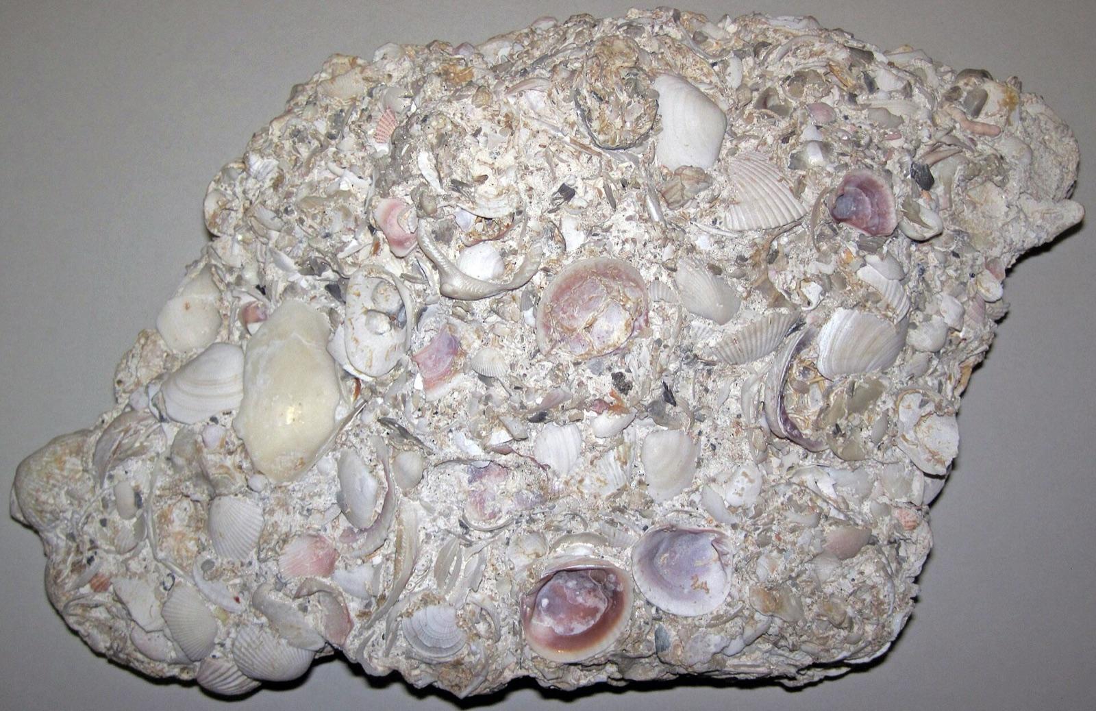 Coquina made of cemented shells from Cayo Costa Island, Florida