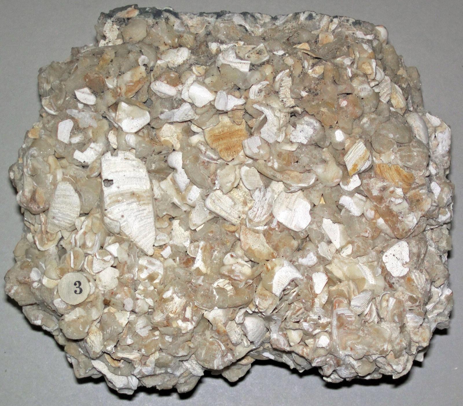 Coquina from the Anastasia Formation, St. Augustine, Florida