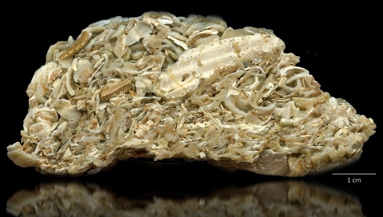 Polished slab of coquina packed with shell fragments