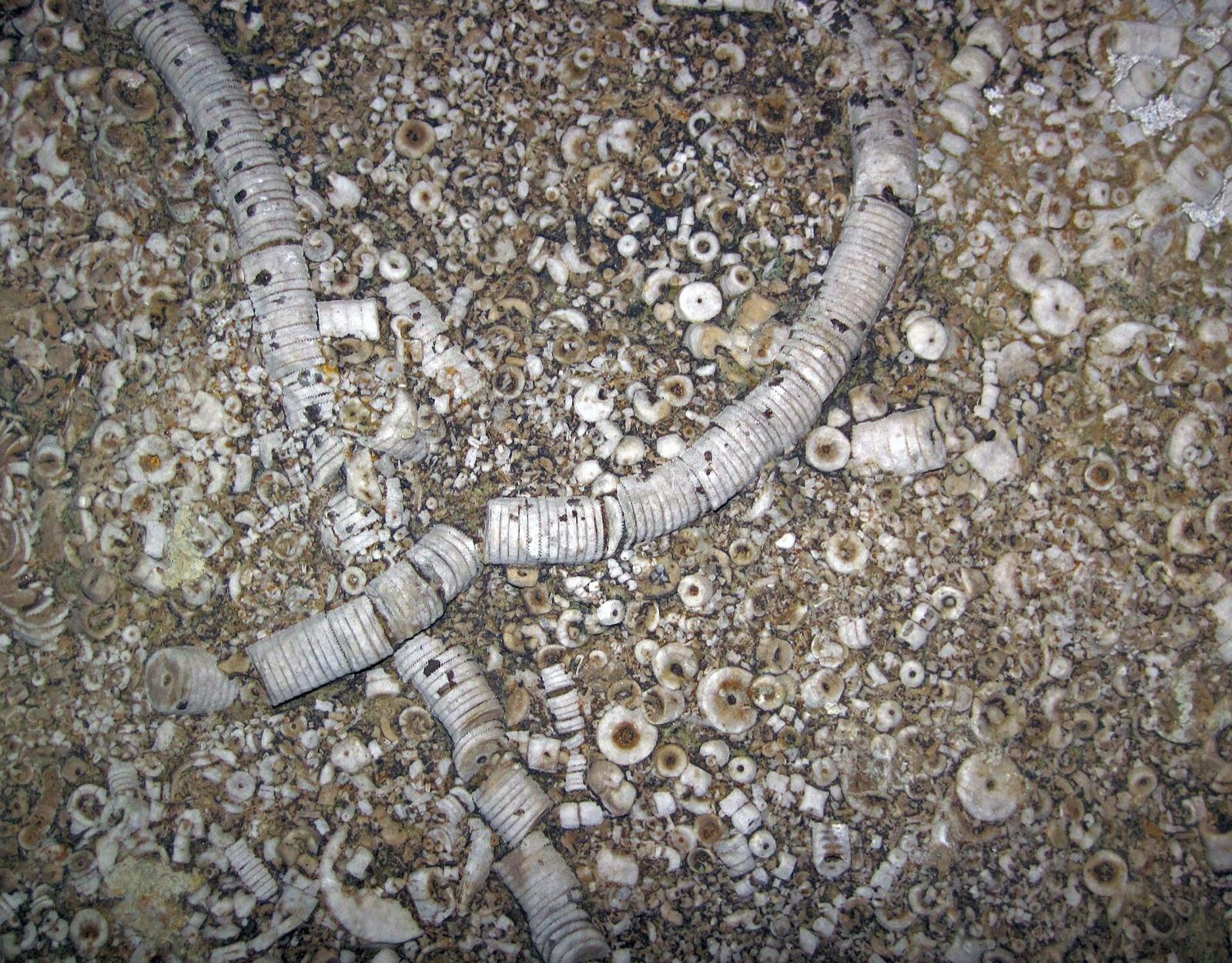 Crinoidal limestone packed with crinoid stems and columnals, Fort Payne Limestone, Kentucky