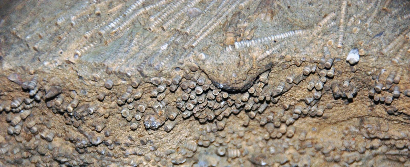 Crinoidal limestone bed from the Kope Formation near Cincinnati