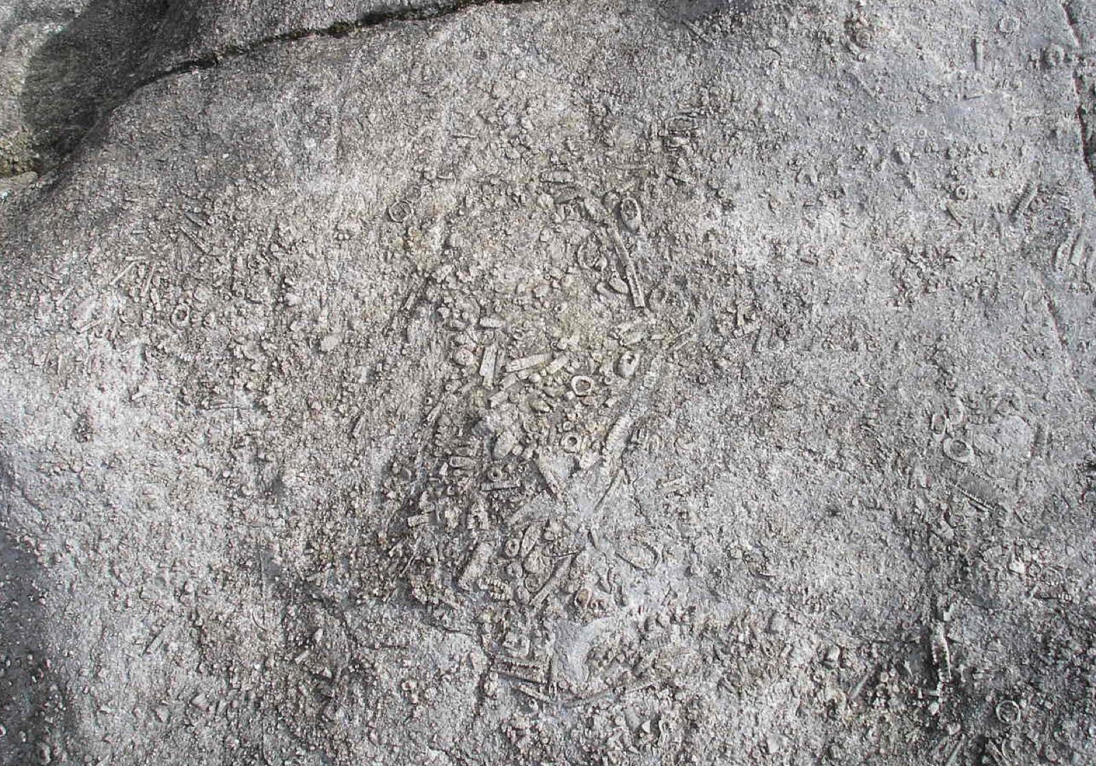 Weathered crinoidal limestone surface with crinoid fragments