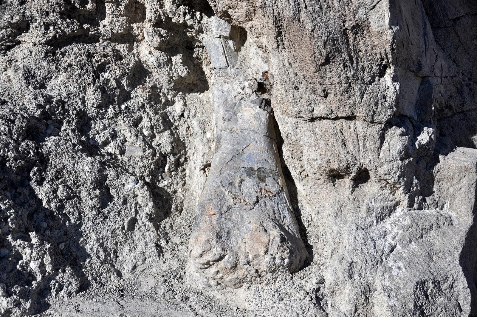 Dinosaur bone in the Morrison Formation at Dinosaur National Monument, Utah