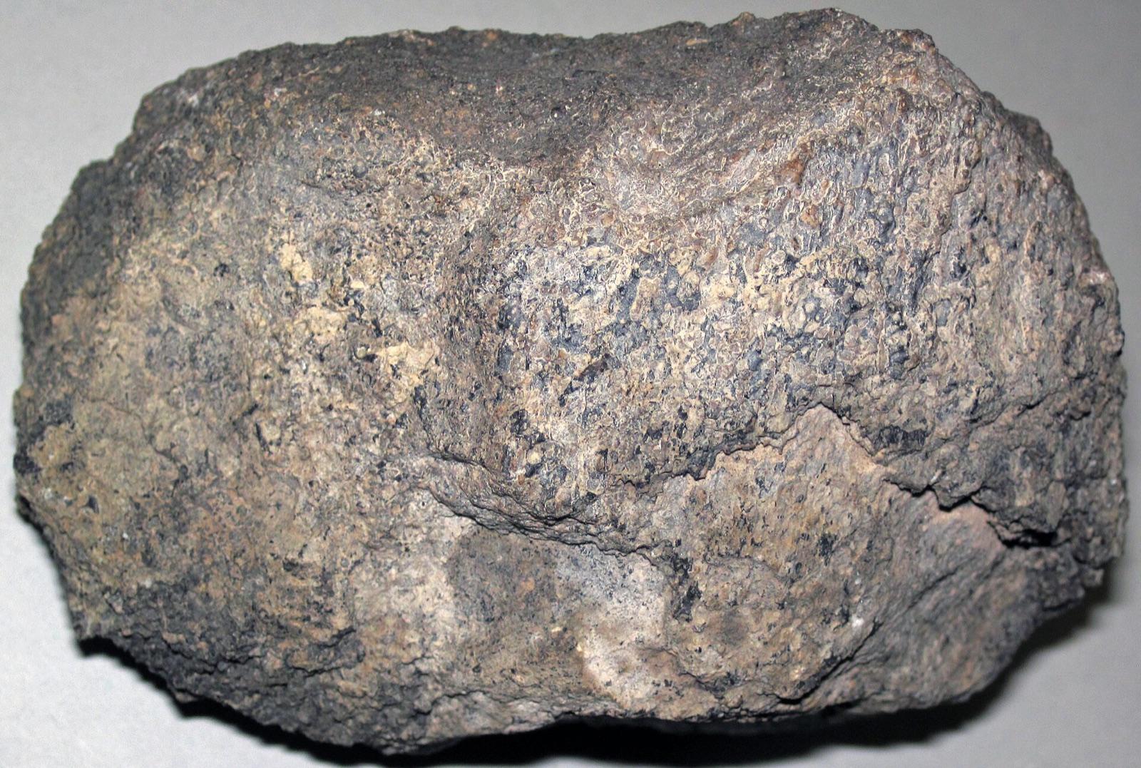 Dinosaur bone from the Morrison Formation near Worland, Wyoming, showing cellular bone texture