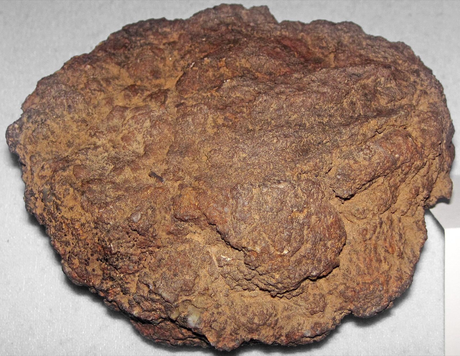 Dinosaur coprolite from the Morrison Formation, Henry Mountains, Utah