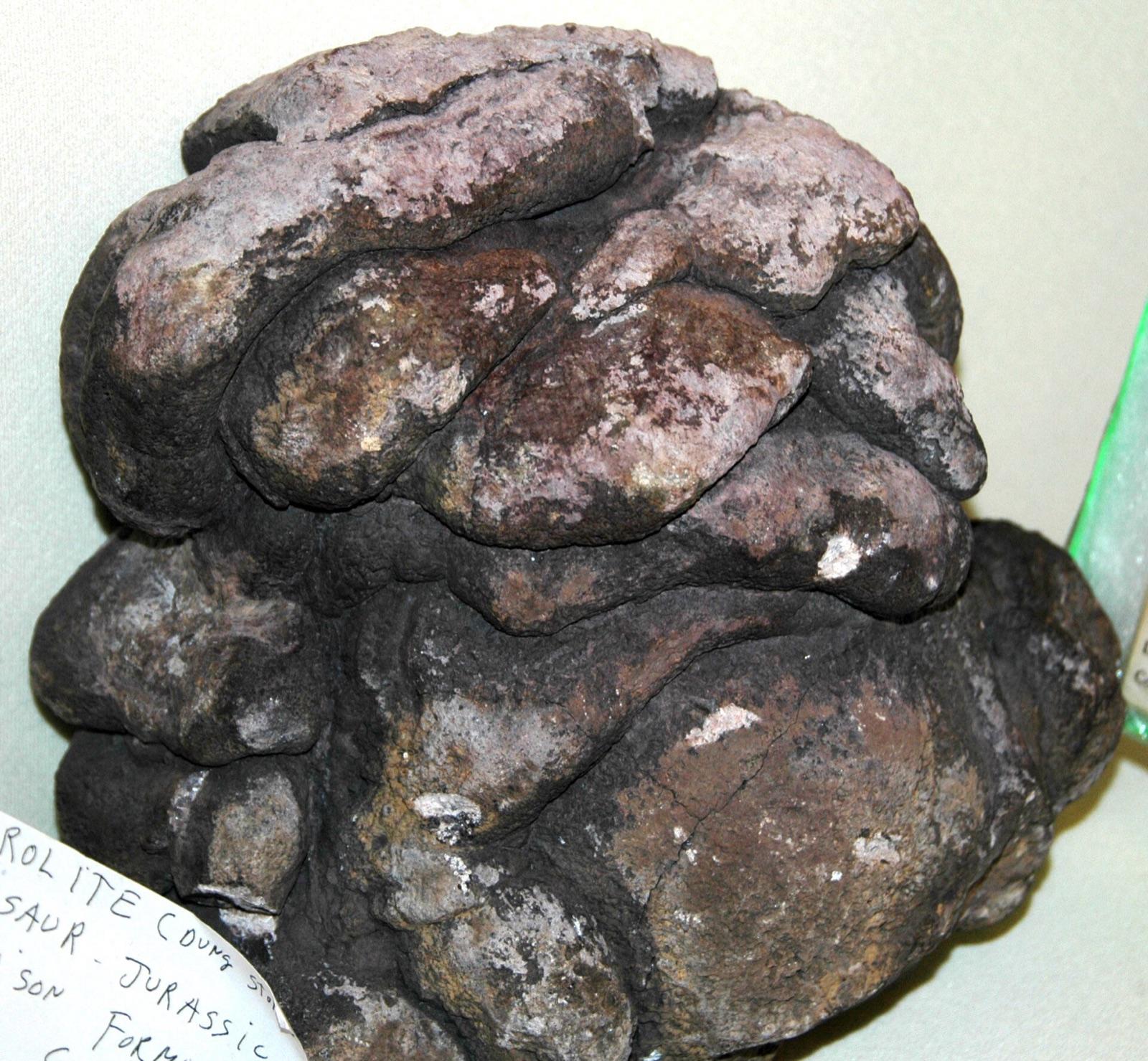 Dinosaur coprolite from the Morrison Formation near Cortez, Colorado