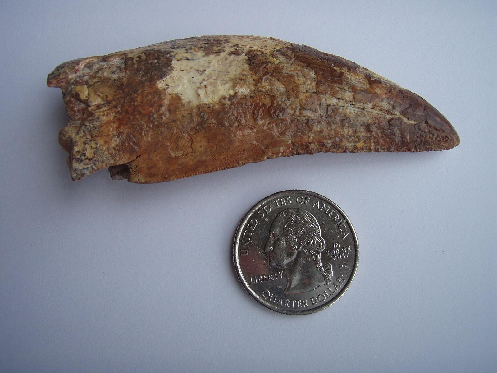 Serrated Carcharodontosaurus tooth from the Sahara beside a US quarter