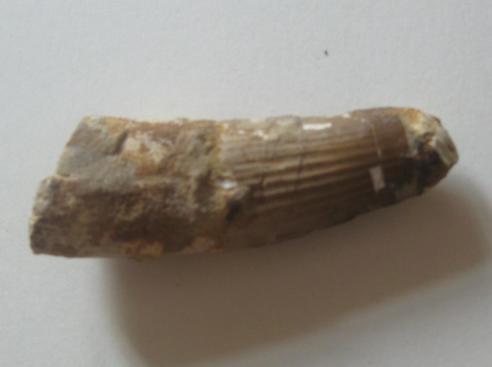 Fluted Spinosaurus tooth from the Tegana Formation, Morocco