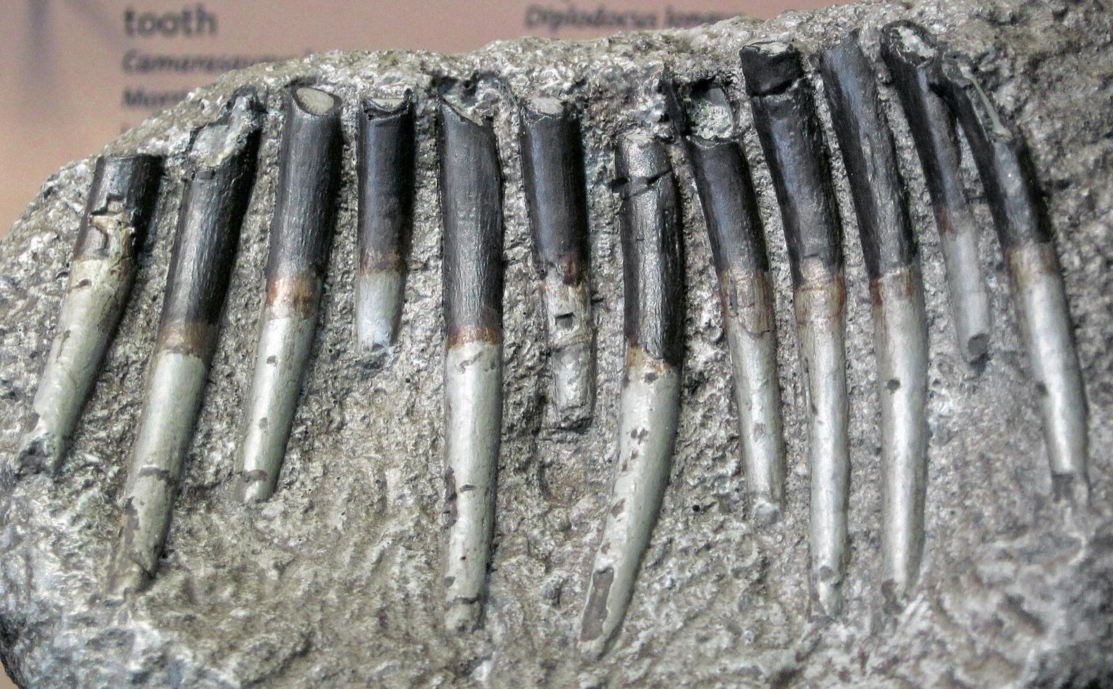 Row of Diplodocus teeth in rock, Dinosaur National Monument, Utah