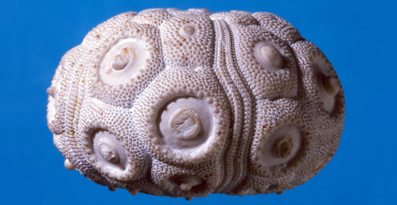 Echinoid Geode