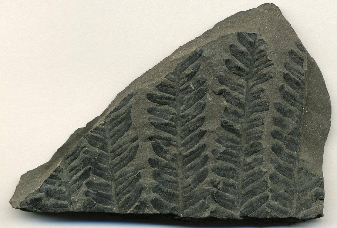 Fern Fossil fossil