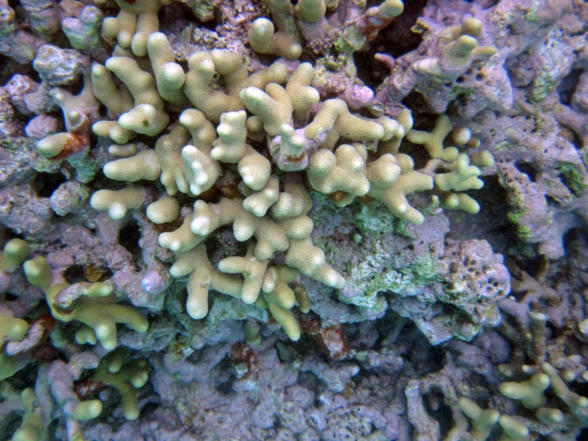 Finger Coral fossil