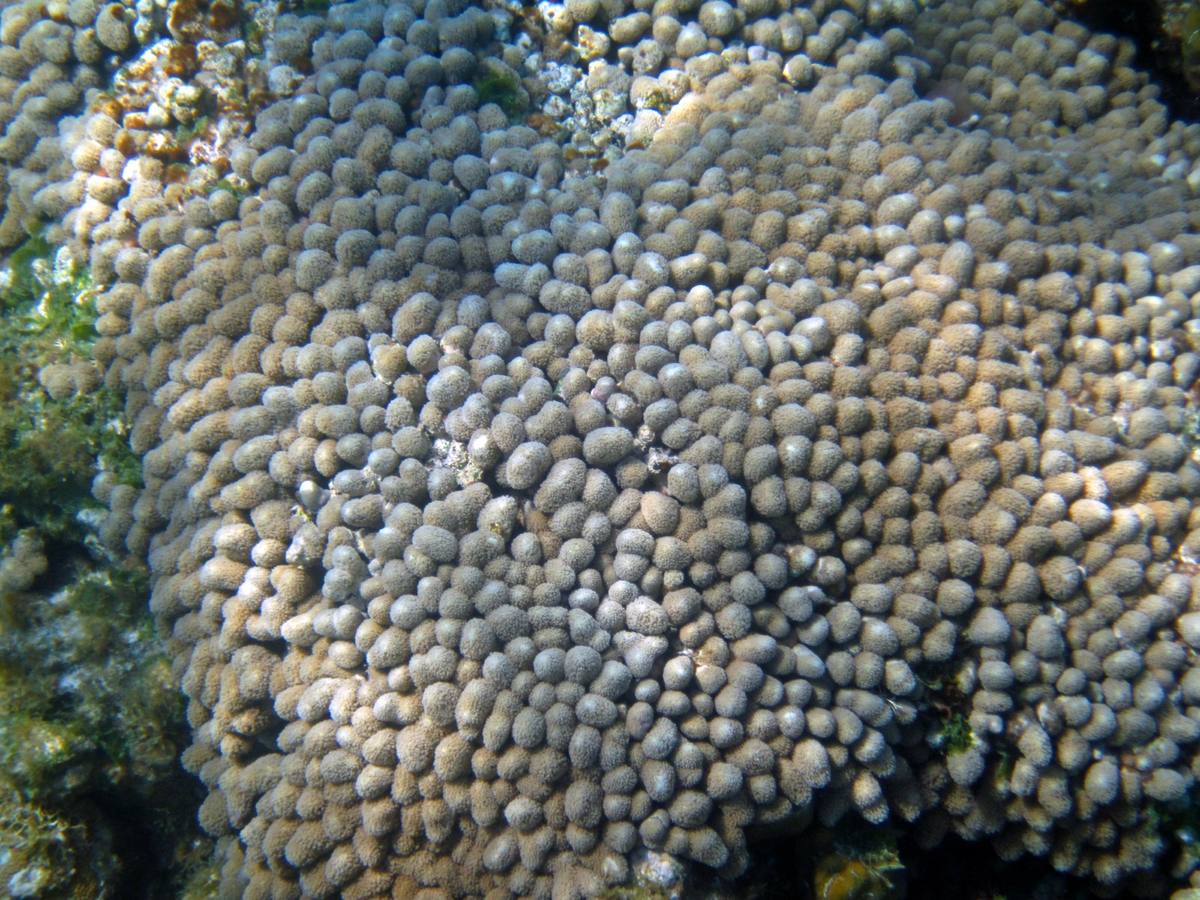 Finger Coral fossil
