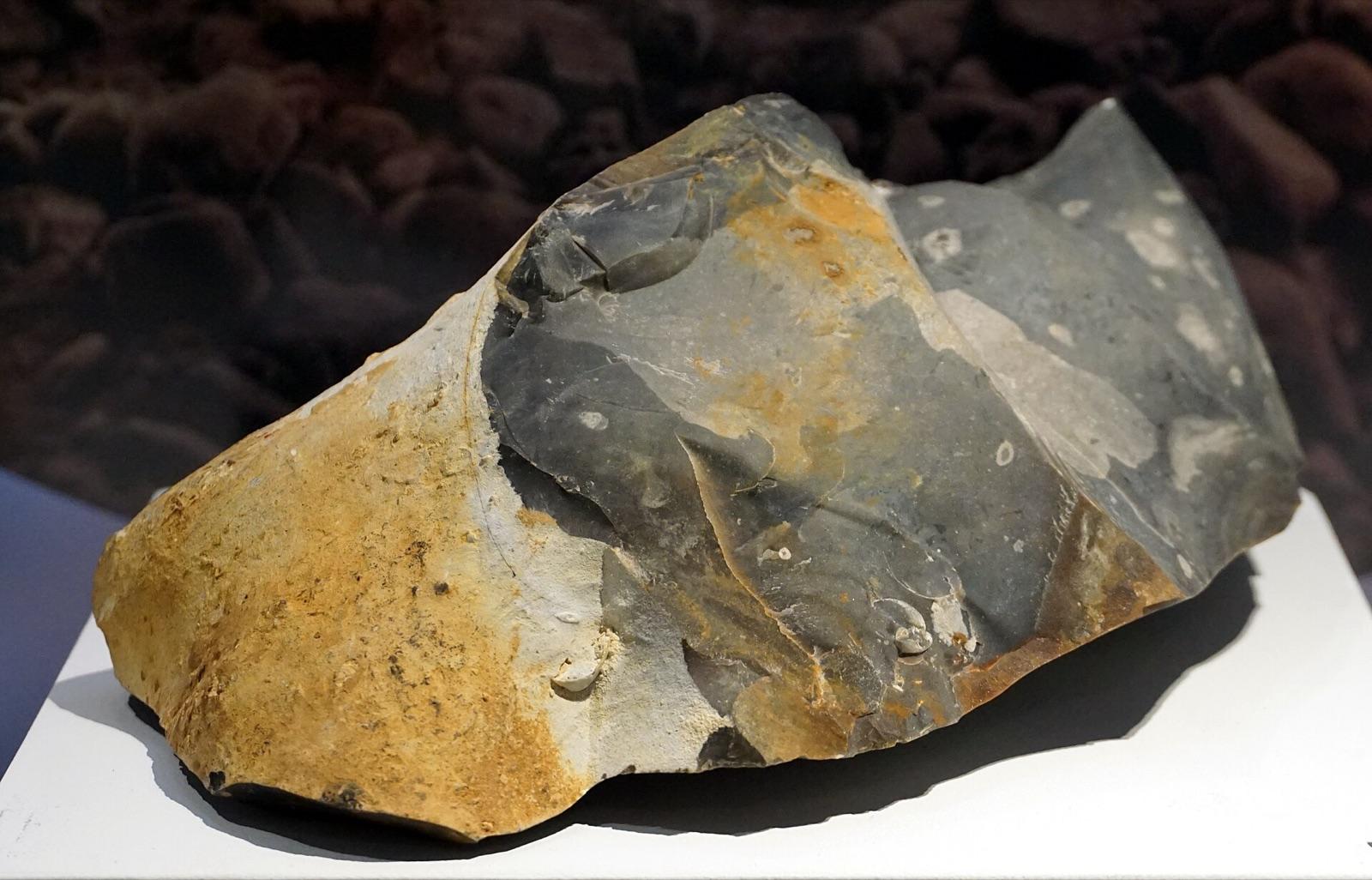 Flint nodule with chalky cortex, from the Rijckholt flint mines, Netherlands