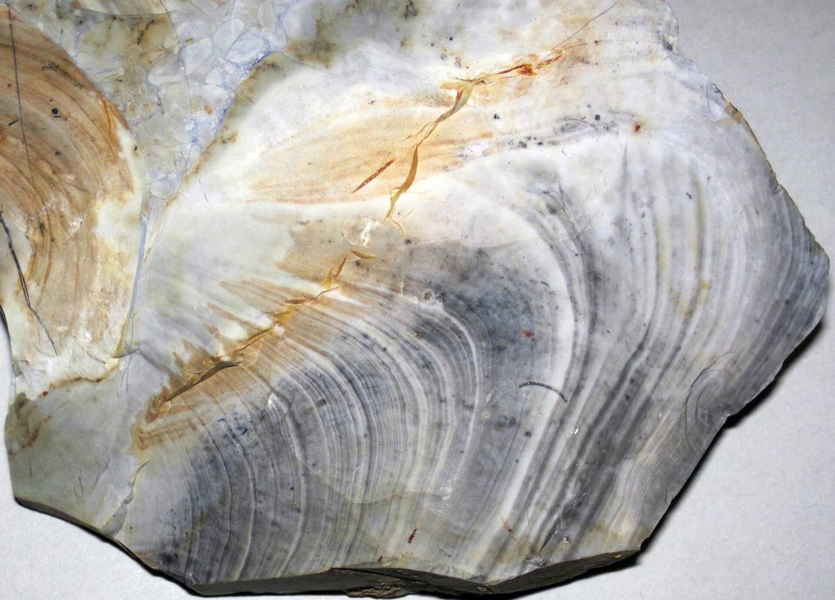Cut Ohio flint nodule with concentric banding