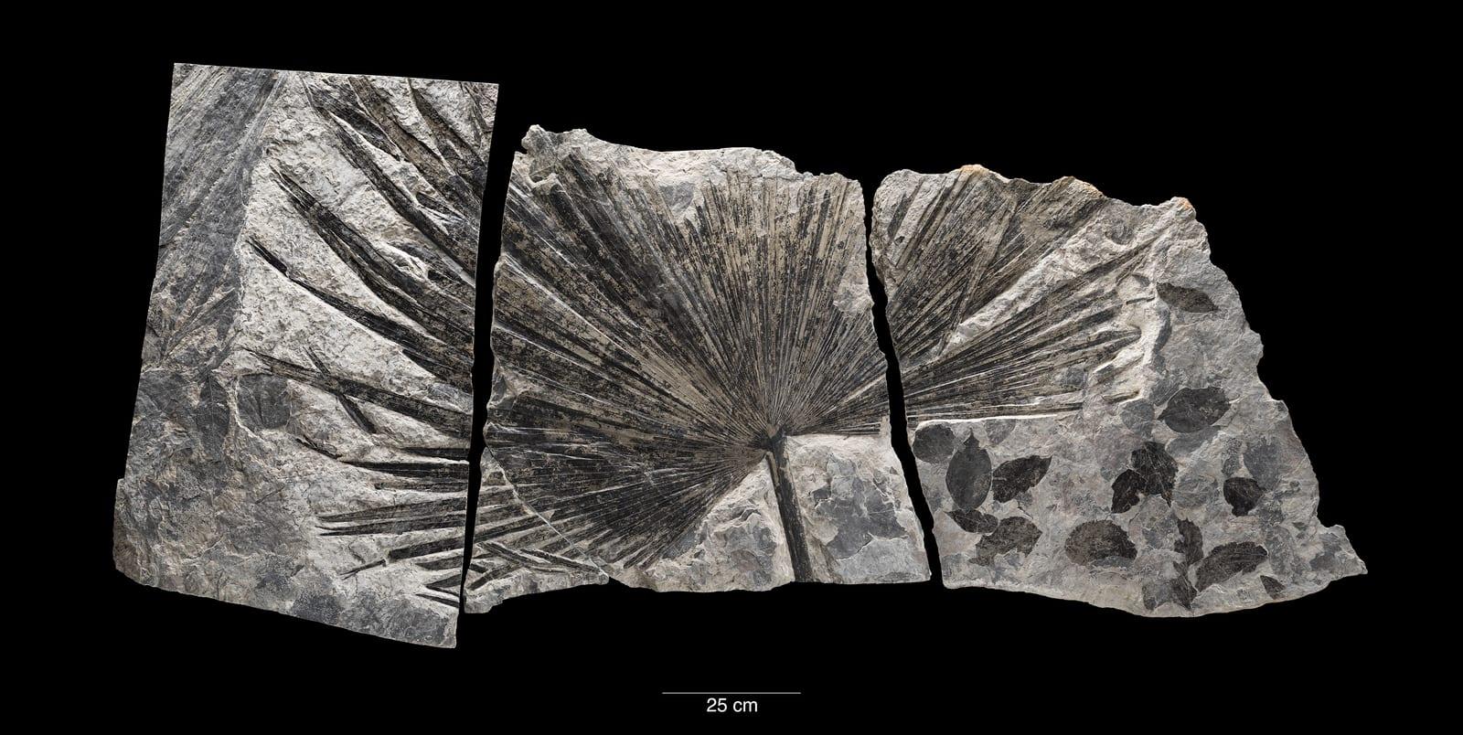 Fossil Leaf Prints fossil