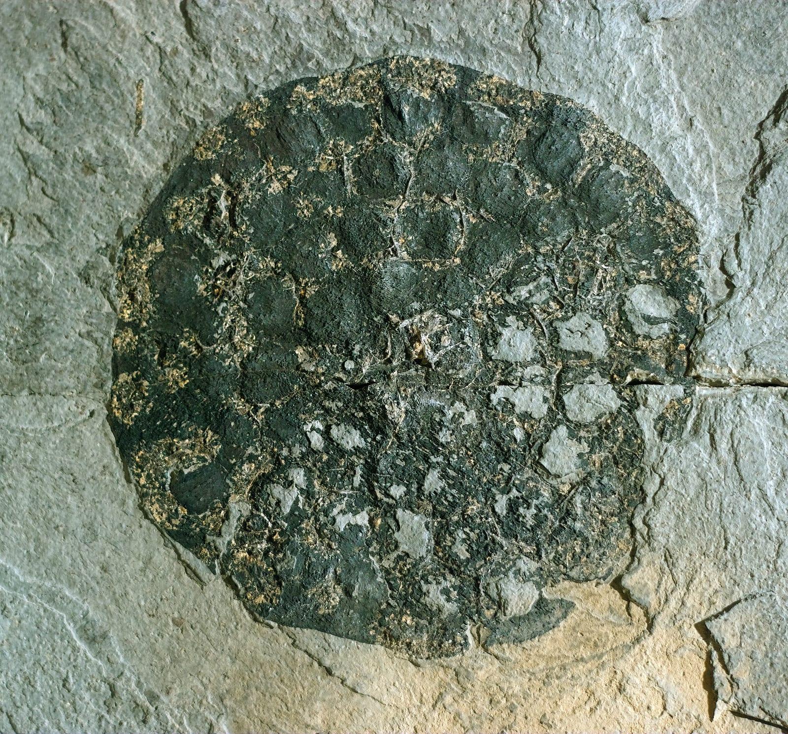 Fossil Plants fossil