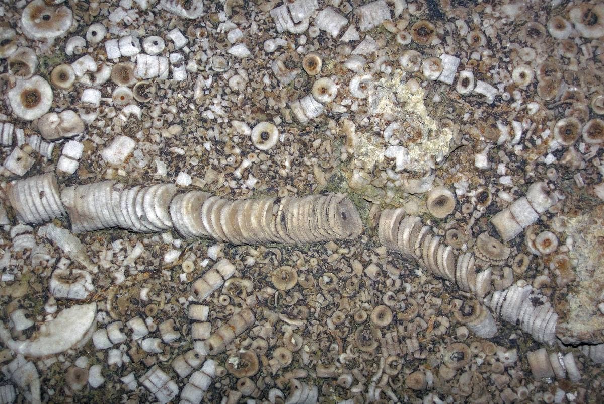 Crinoidal limestone with stems and loose columnals, Lake Cumberland, Kentucky