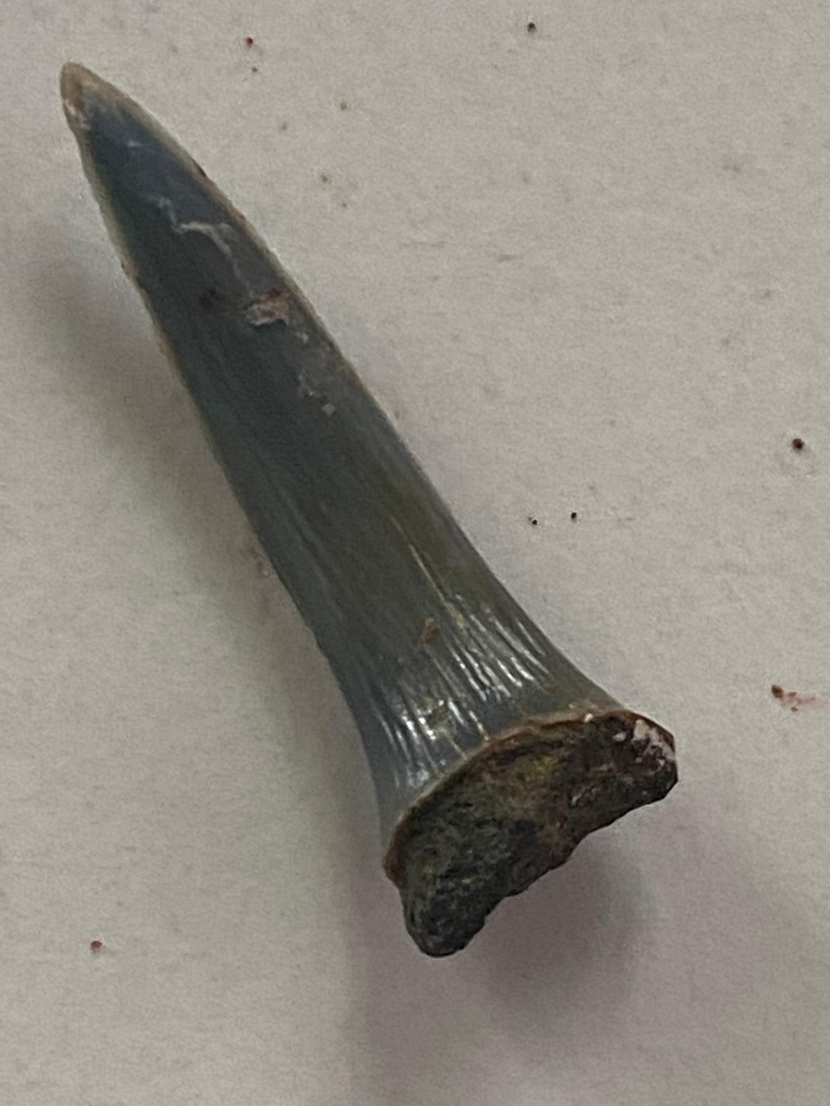 Fossilized Shark Teeth specimen - Cápafog   Shark tooth fossil