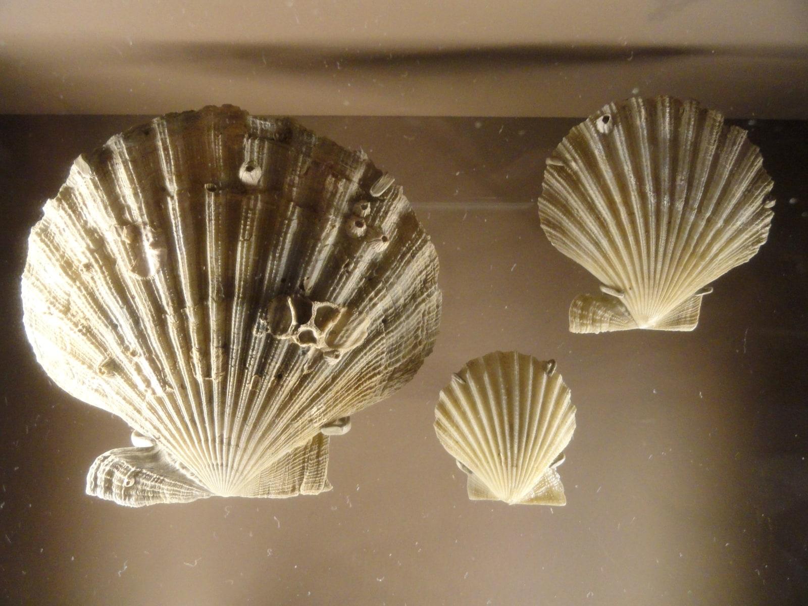 Fossilized Shells specimen - Chesapecten madisonius, Choptank Formation, Neogene   Natural History Museum of Utah   DSC07411