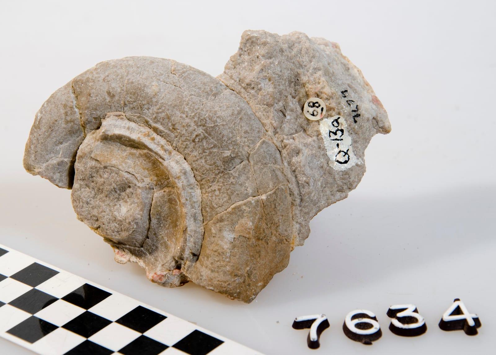 Gastropod Fossil fossil
