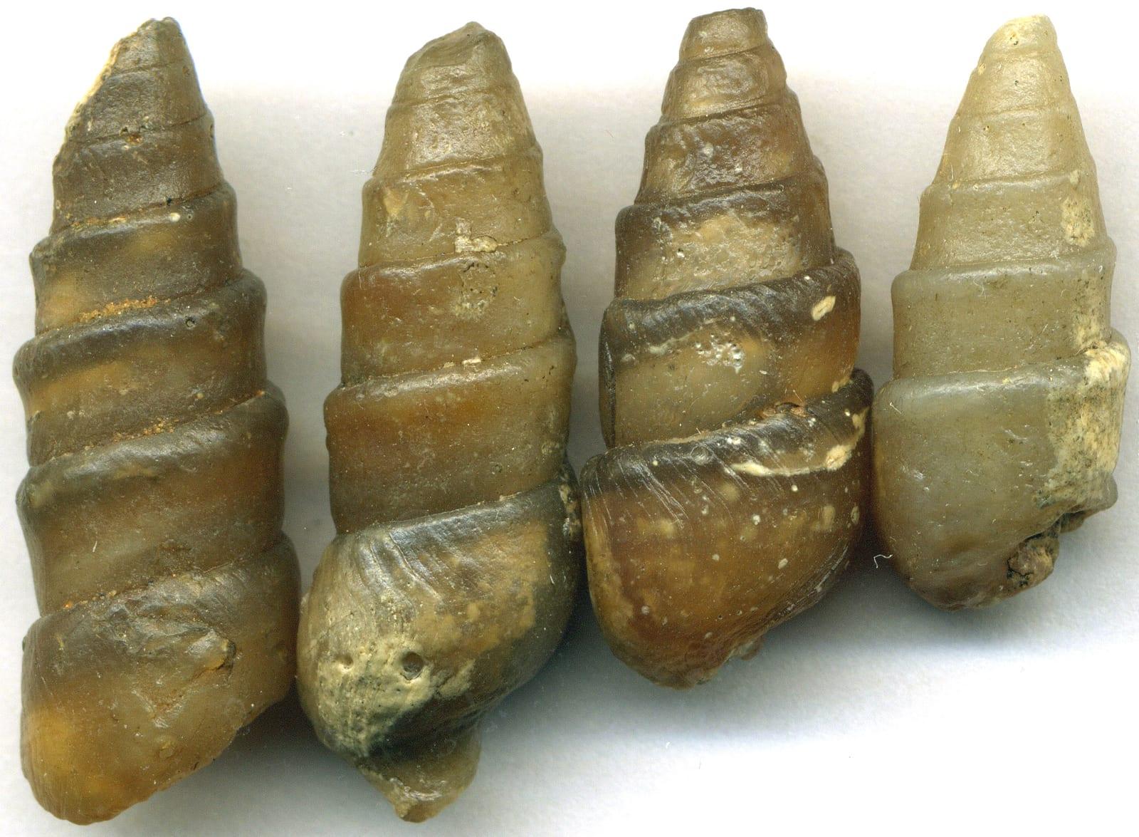 Gastropods fossil