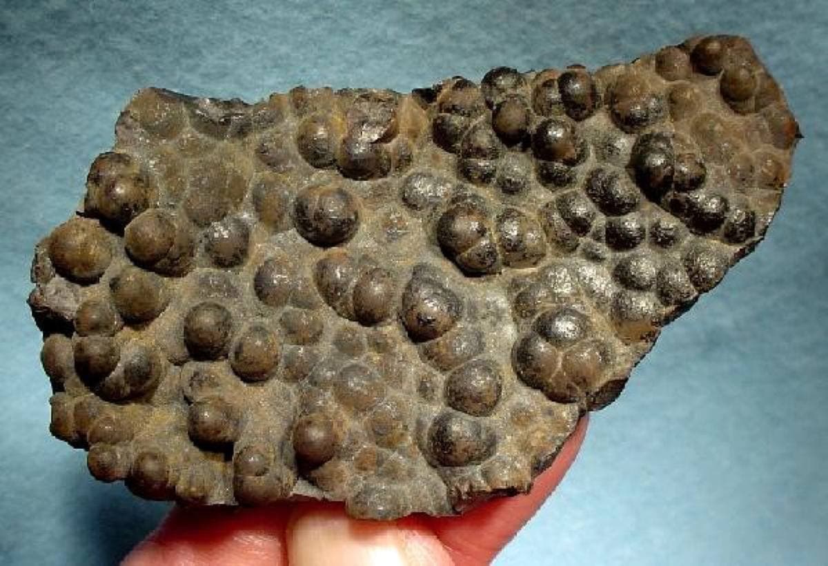 Brown botryoidal goethite crust, Leadville, Colorado