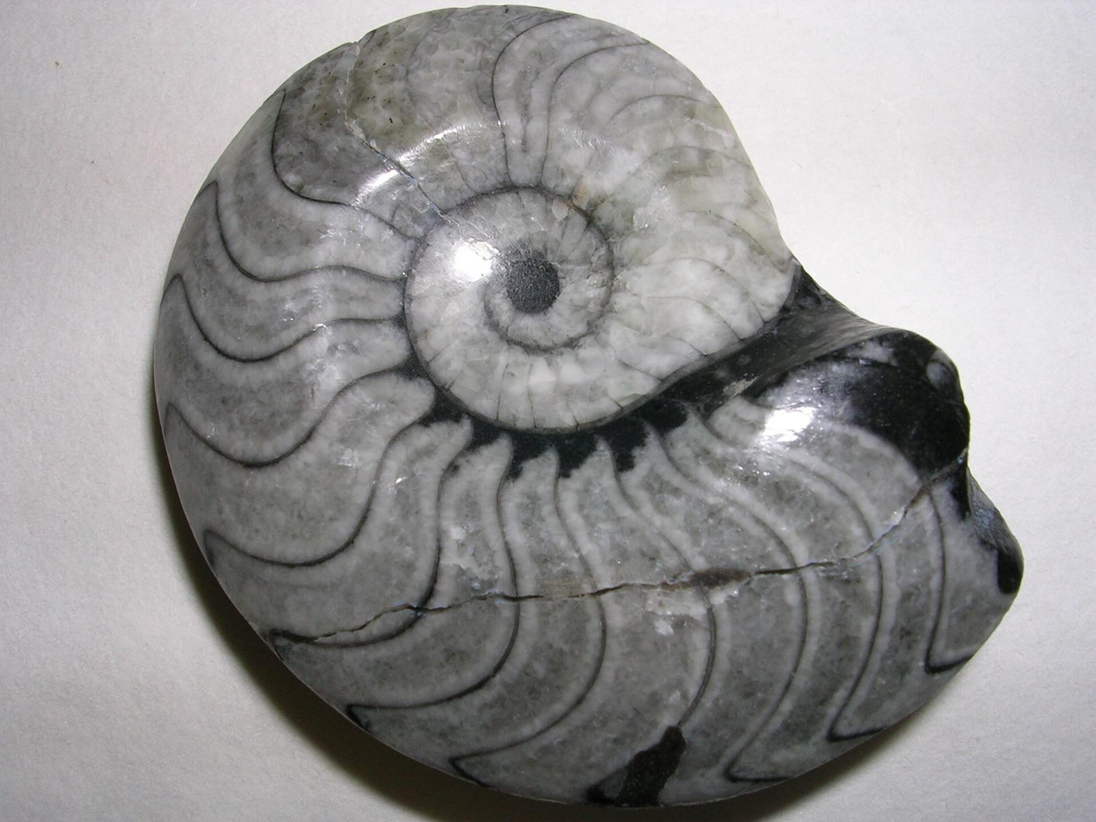 Polished Goniatites fossil from Morocco showing zig-zag sutures