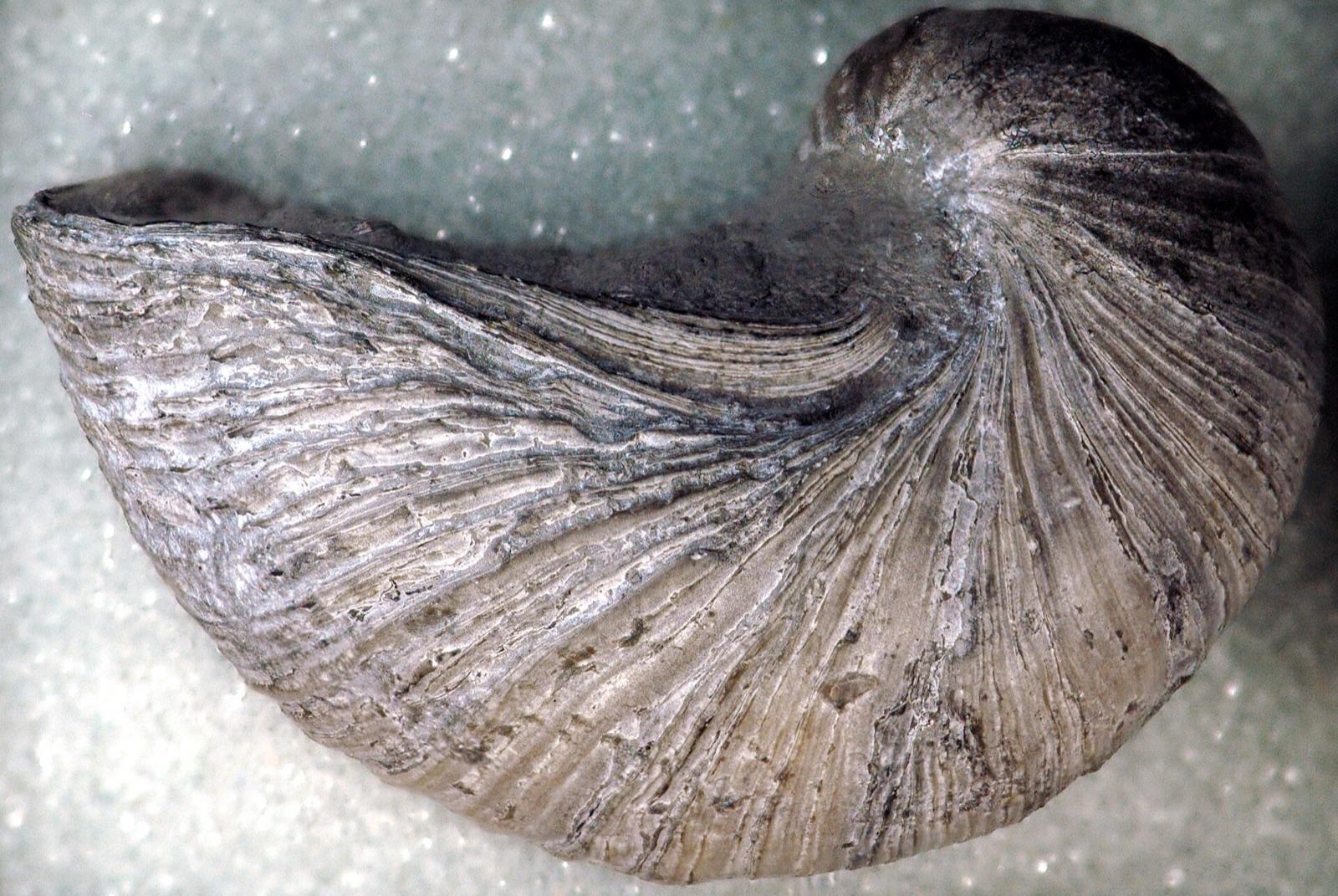 Gryphaea arcuata (devil's toenail) fossil oyster from the Blue Lias near Lyme Regis, England