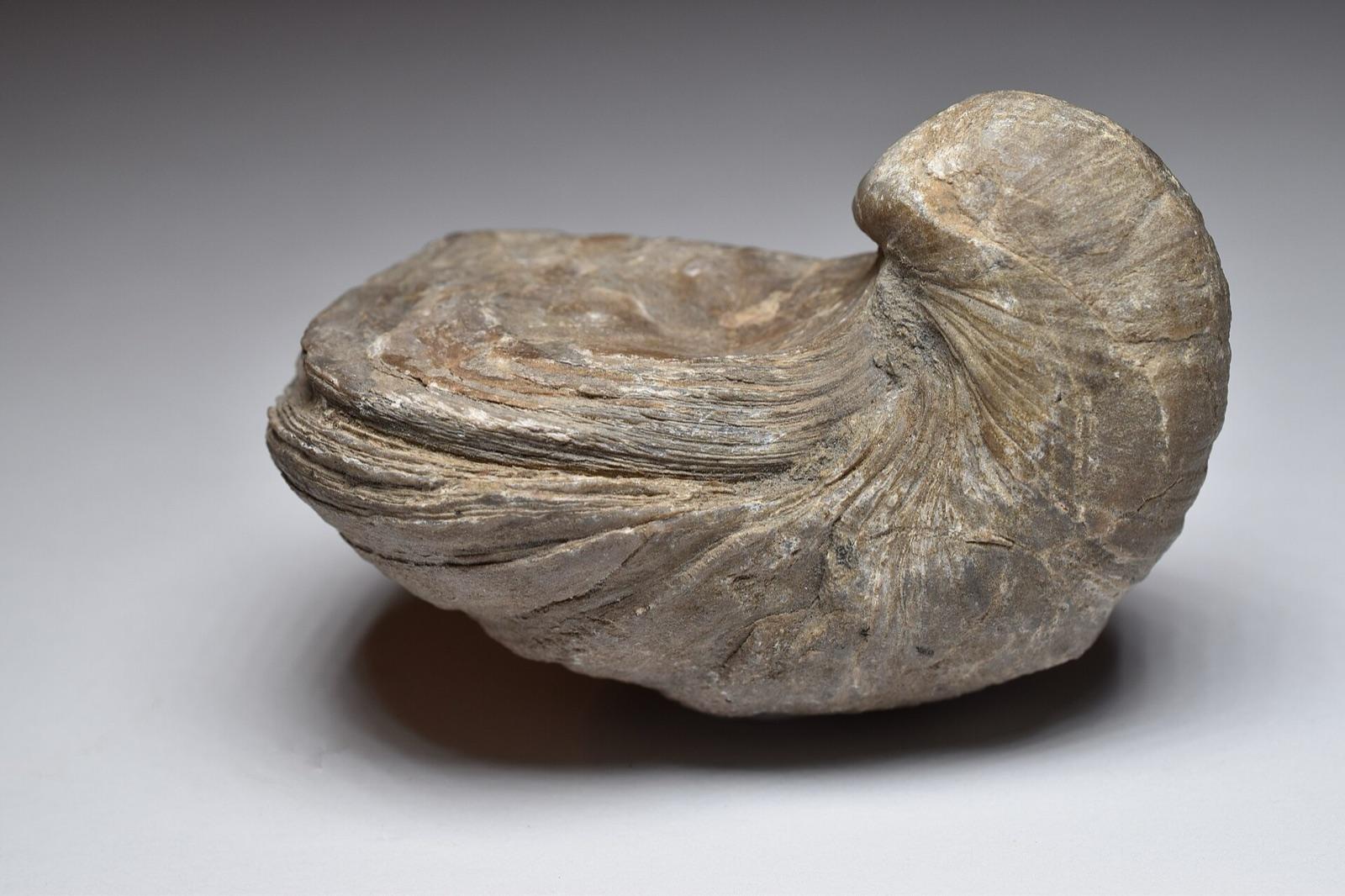 Gryphaea (devil's toenail) fossil oyster from Redcar, England