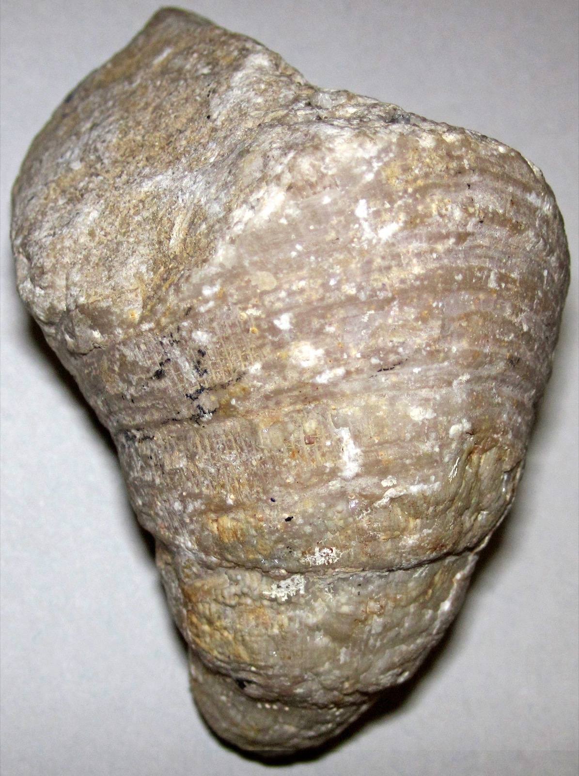 Horn Coral