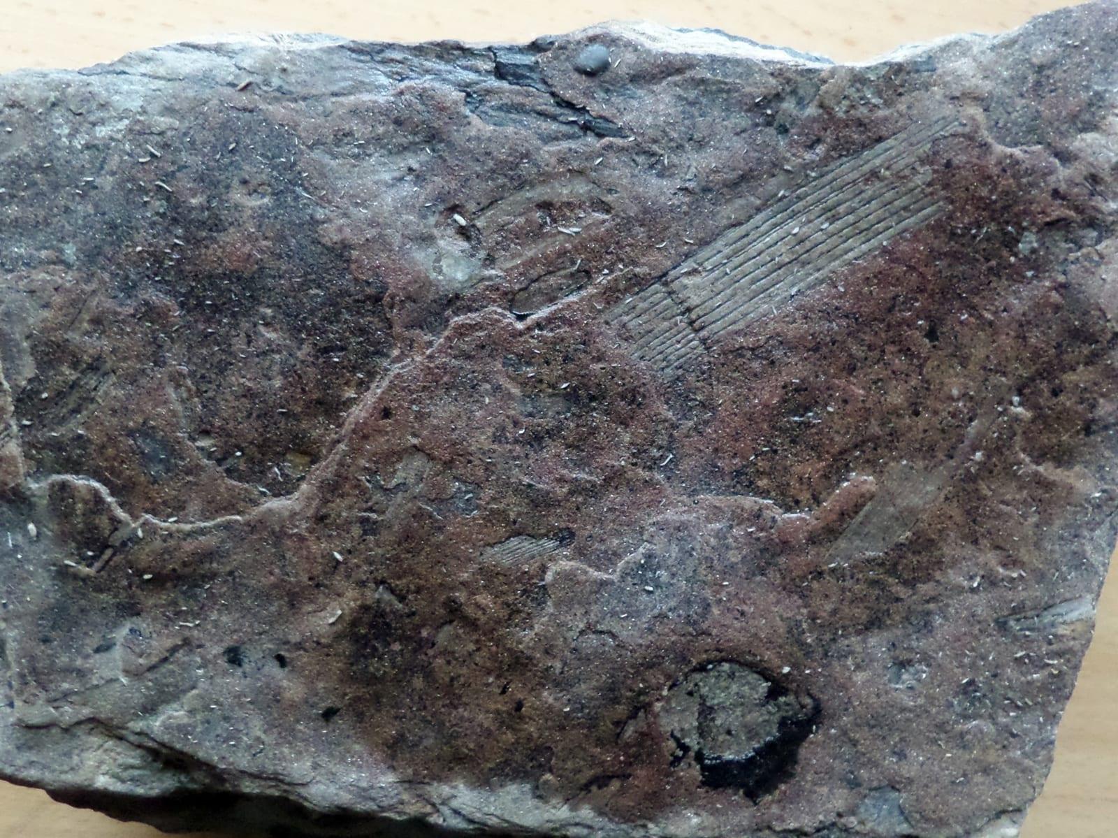 Horsetail Fossil fossil