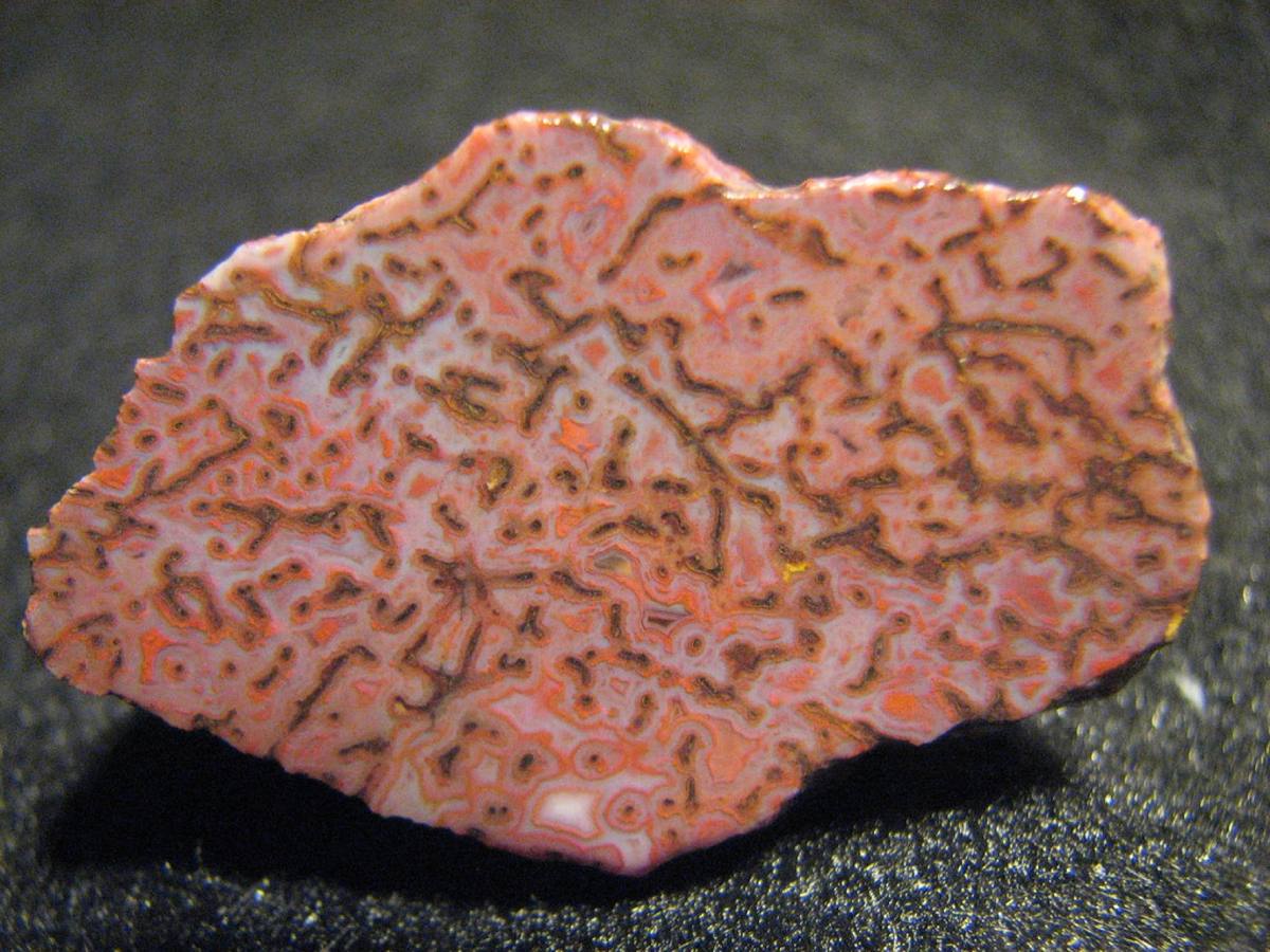 Jasperized Dinosaur Bone