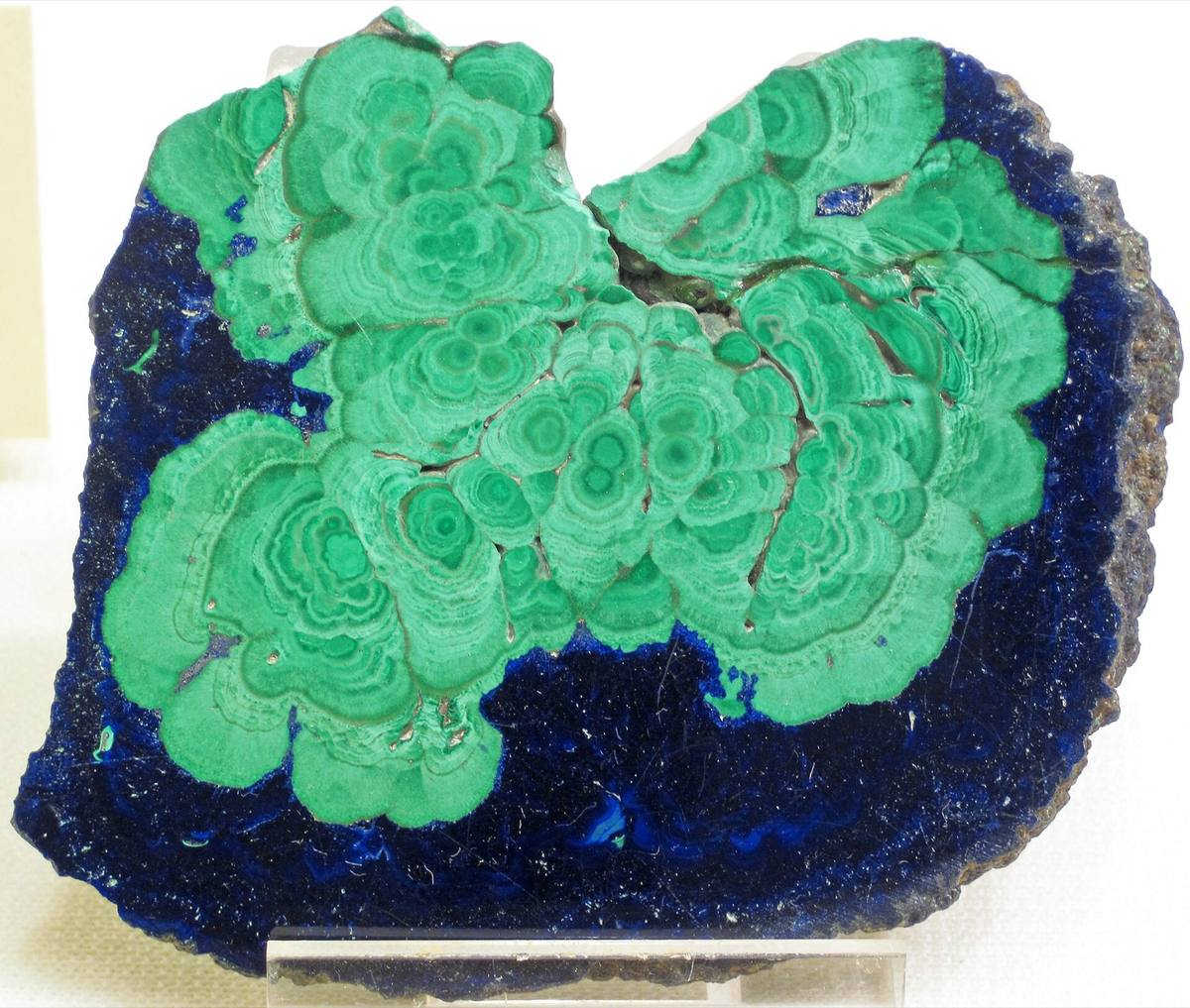 Polished malachite showing concentric banding, with azurite, Morenci, Arizona