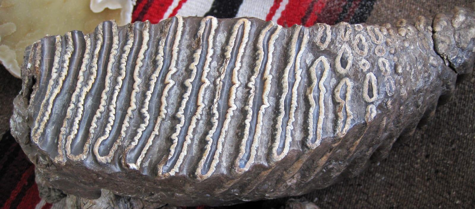 Mammoth Tooth fossil, Mammoth fossil tooth Pleistocene, USA