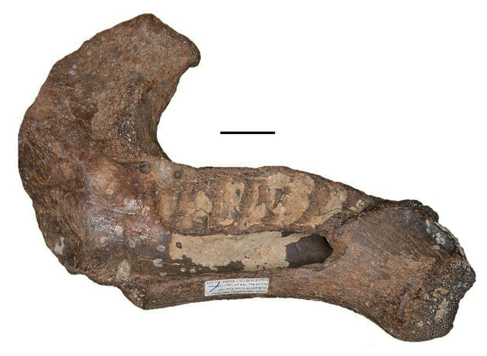 Manatee Bones fossil