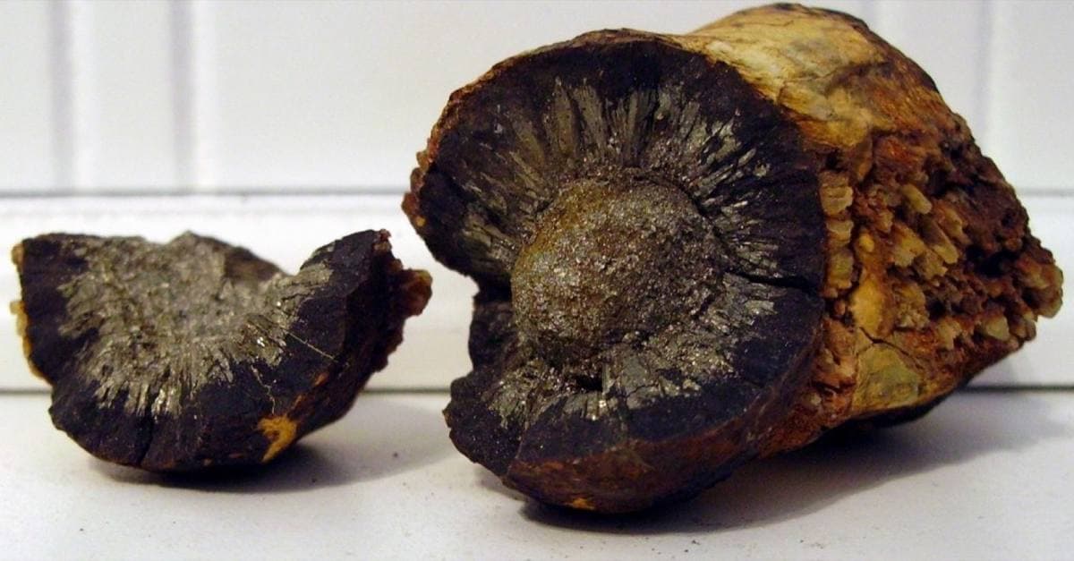 Cut marcasite concretion showing the radiating fibrous interior, Arkansas