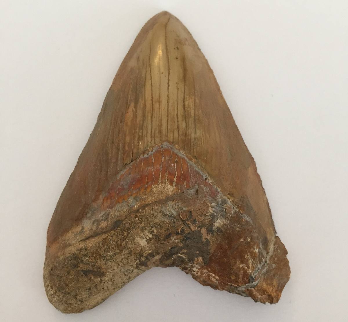 Megalodon Tooth