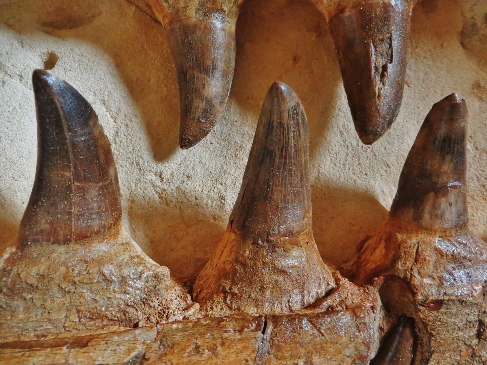 Mosasaur Tooth fossil