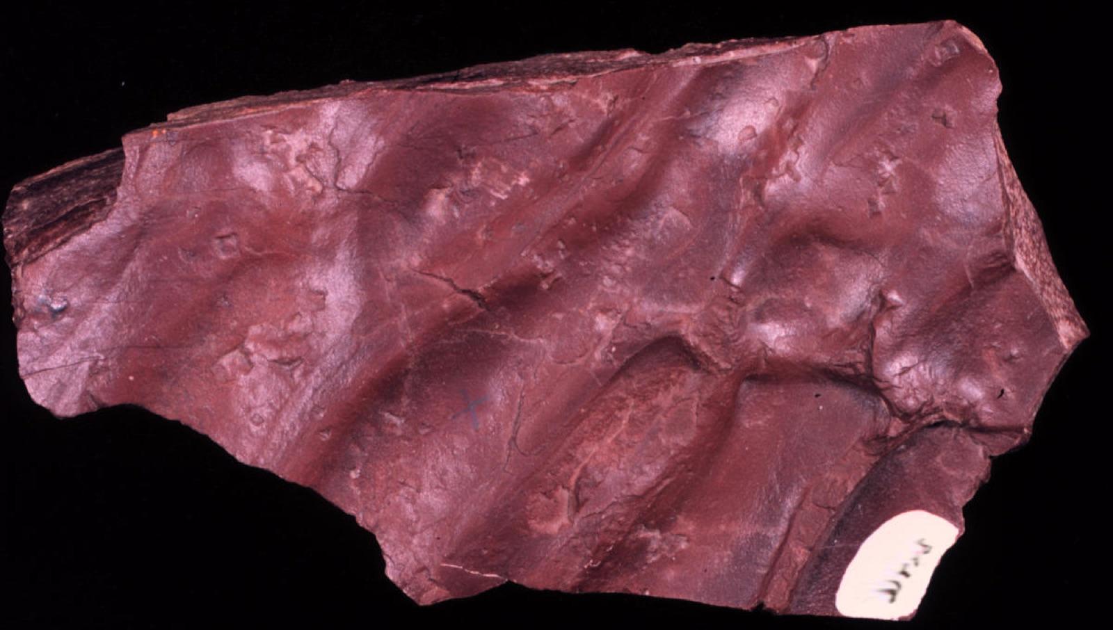 Red mudstone hand specimen