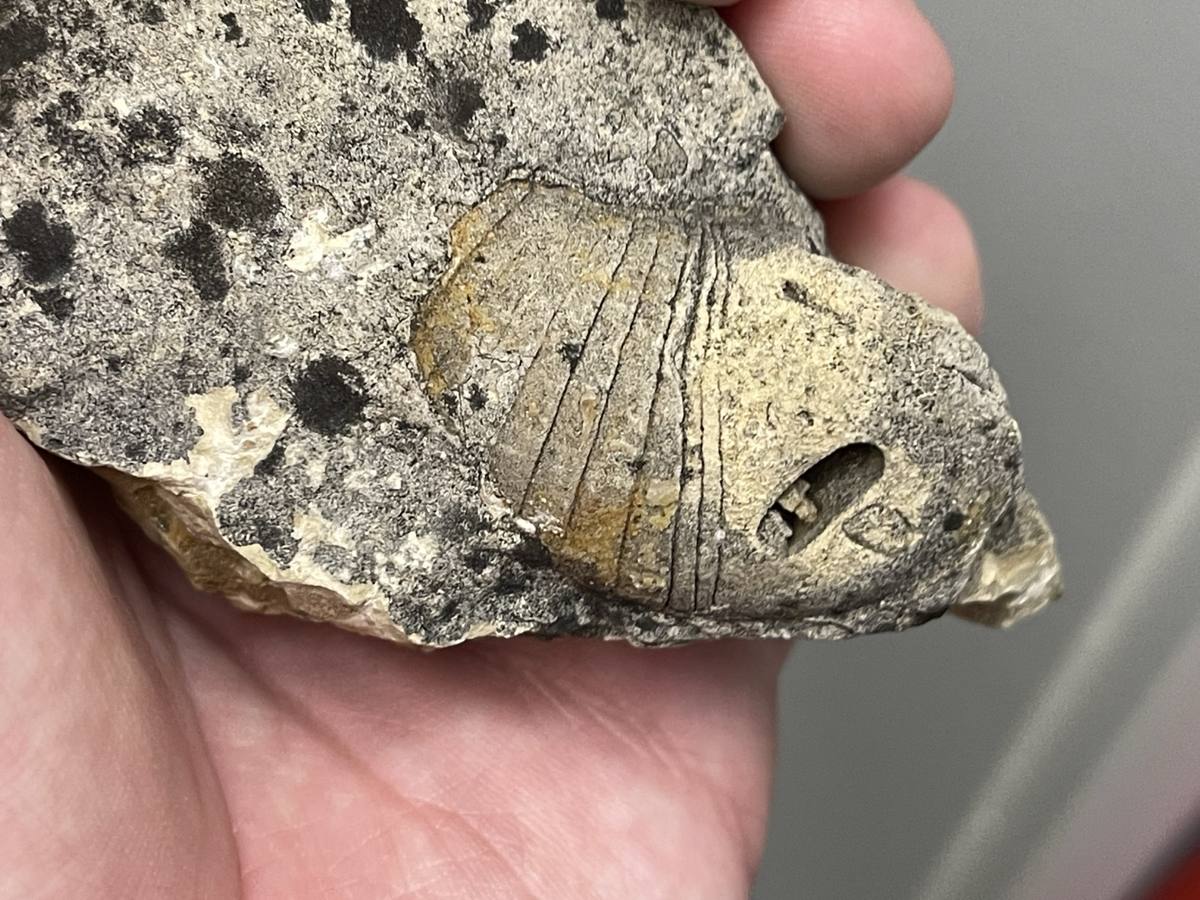 Nautiloid fossil