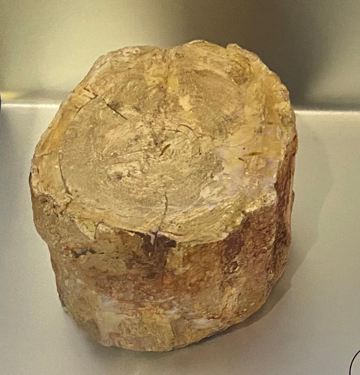 Broken section of an opalised podocarp conifer trunk with growth rings, Coober Pedy, South Australia (South Australian Museum)