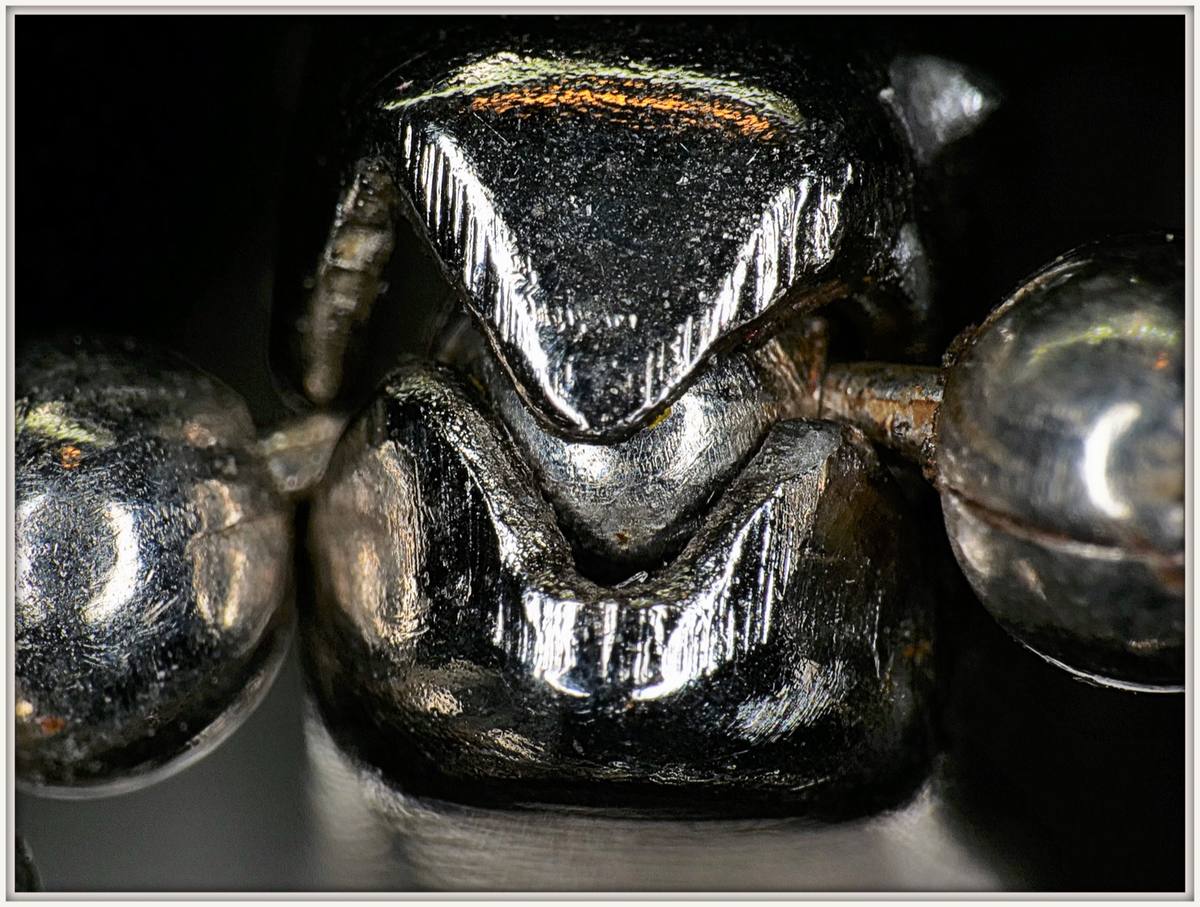 Pearls fossil
